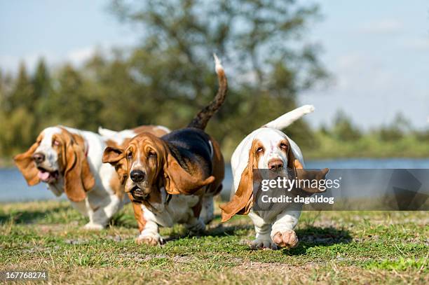 here come the girls - flapping wings stock pictures, royalty-free photos & images