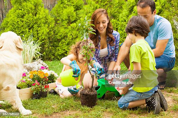 family planting tree together. - family planting tree stockfoto's en -beelden
