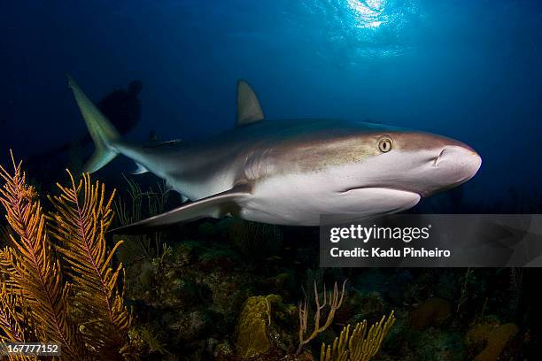 180 Cuba Reef Fish Stock Photos, High-Res Pictures, and Images - Getty ...