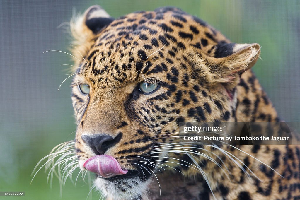 Leopard with tongue out