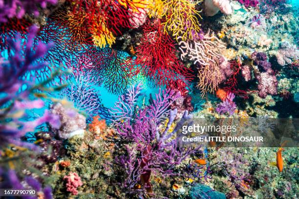 bunch of colorful sea fans. owase, mie japan - mie prefecture stock pictures, royalty-free photos & images