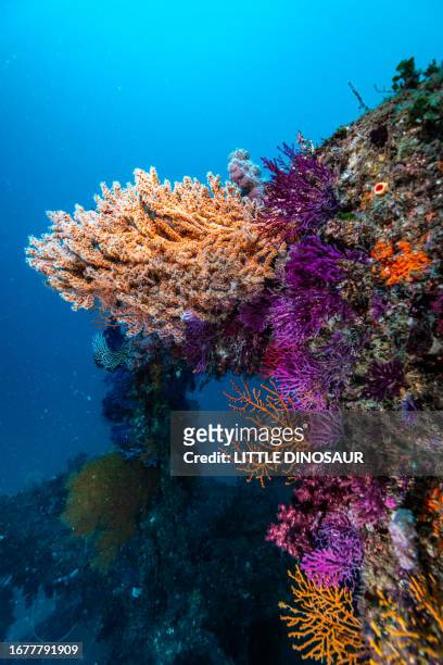 concrete blocks on the ocean floor where soft coral grows. owase, mie japan - mie prefecture stock pictures, royalty-free photos & images