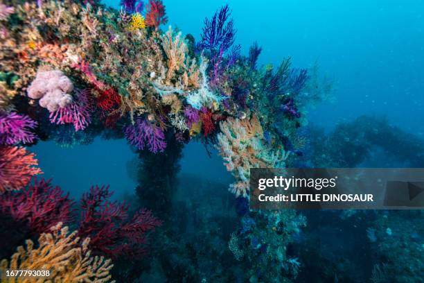 soft coral colorful garland. owase, mie japan - biodiversität stock-fotos und bilder