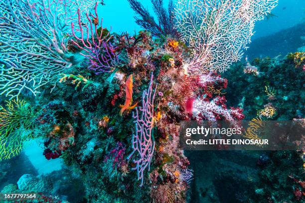 an oriental butterflyfish in blue water. owase, mie japan - owase mie stock pictures, royalty-free photos & images