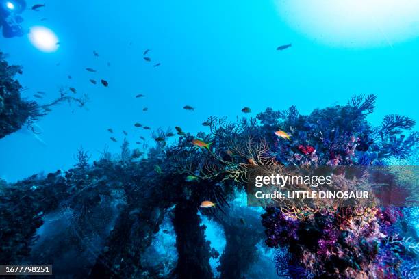 a diver enjoys shooting a school of goldies. owase, mie japan - organismo vivo imagens e fotografias de stock
