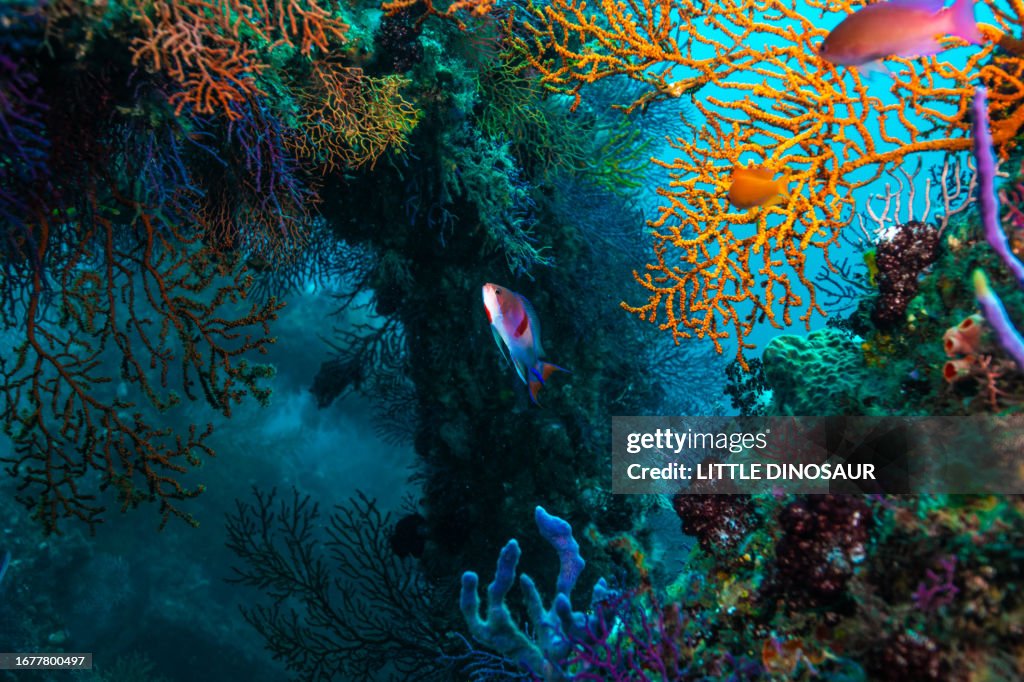 Colorful fish reef inside. Owase, Mie Japan
