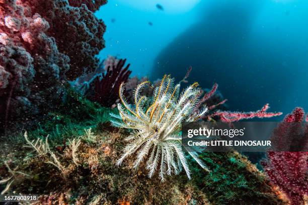 feather star on the reef (side view). owase, mie japan - crinoid stock pictures, royalty-free photos & images