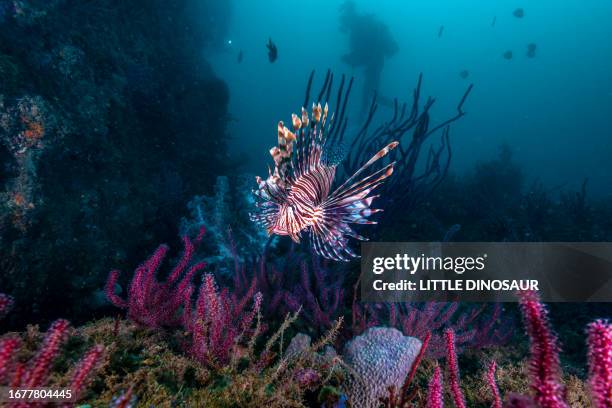 red lionfish swimming around the reef fringe and the silhouette of a scuba diver. owase, mie, japan - owase mie stock pictures, royalty-free photos & images