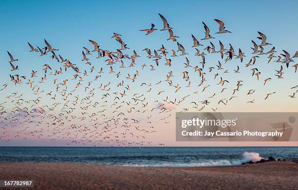 taking flight - cape may 個照片及圖片檔