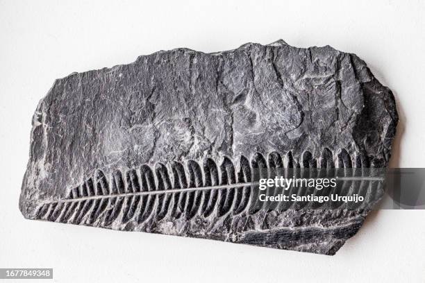 fern fossil on a slate - fern fossil stock pictures, royalty-free photos & images