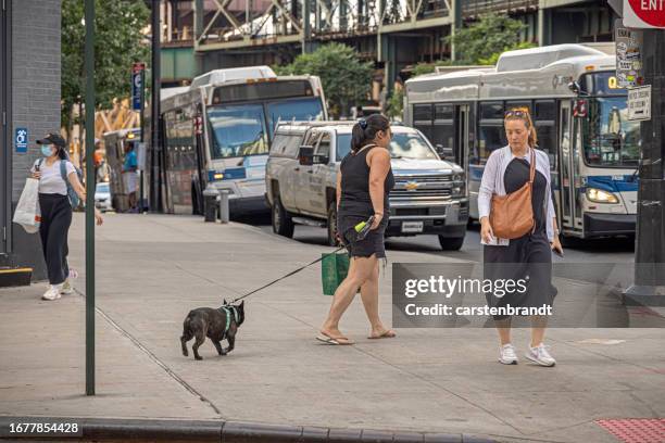 woman with a small dog in a leash - one in three people stock pictures, royalty-free photos & images