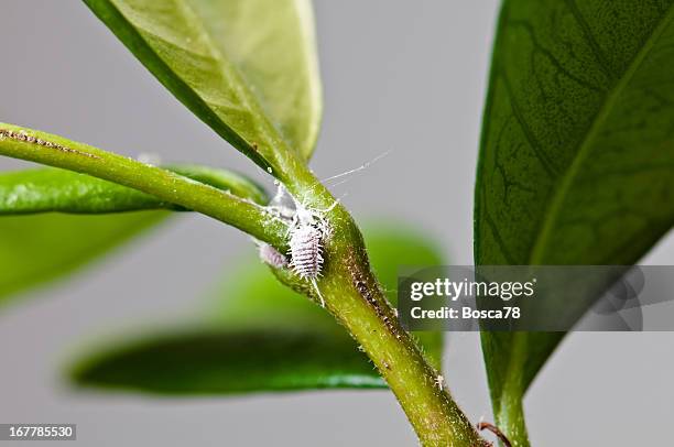 white aphids (mealybugs) on jasmine leaves - aphid stockfoto's en -beelden