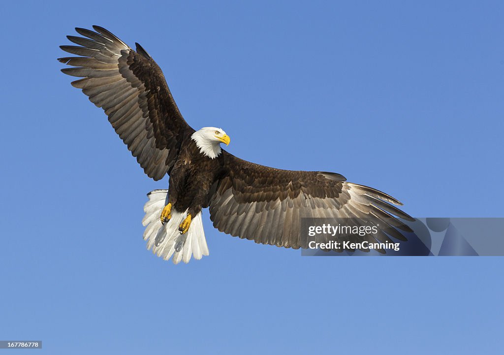 A bald eagle soaring in a blue sky