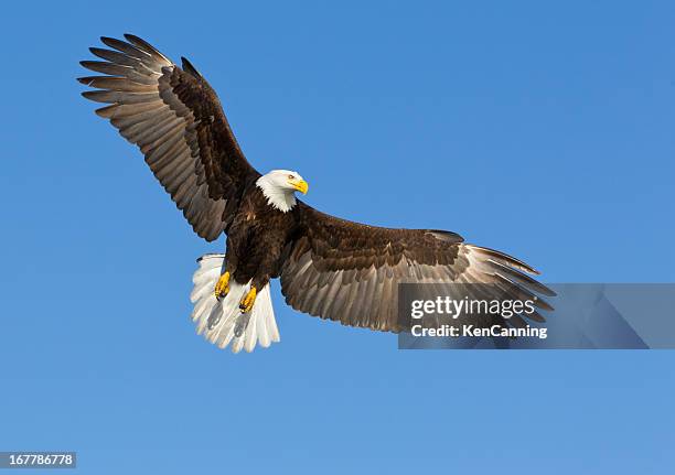 a bald eagle soaring in a blue sky - eagle bird stock pictures, royalty-free photos & images