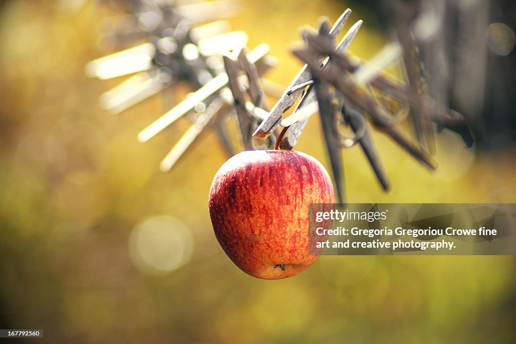 Delicious red apple