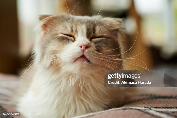 just before sneeze - scottish fold stock pictures, royalty-free photos & images