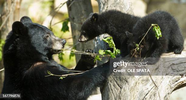 The black bear brothers 'Koda' and 'Kenai' play with their mother in the bear enclosure at Tierpark in Berlin, on April 30, 2013. The male American...