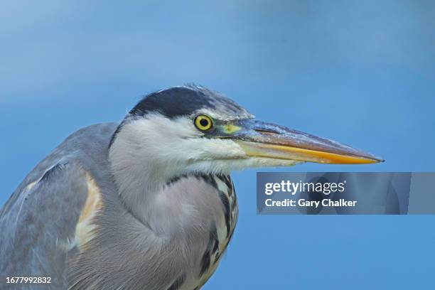 grey heron [ardea cinerea] - gray heron stock pictures, royalty-free photos & images