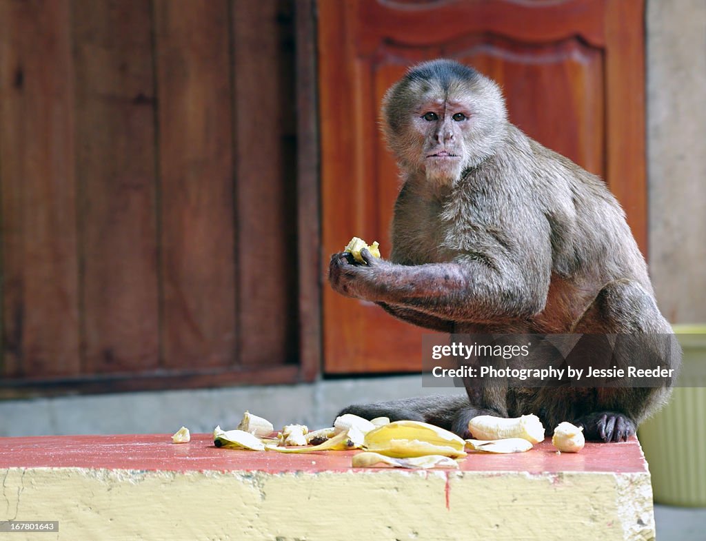 Capuchin monkey eating bananas