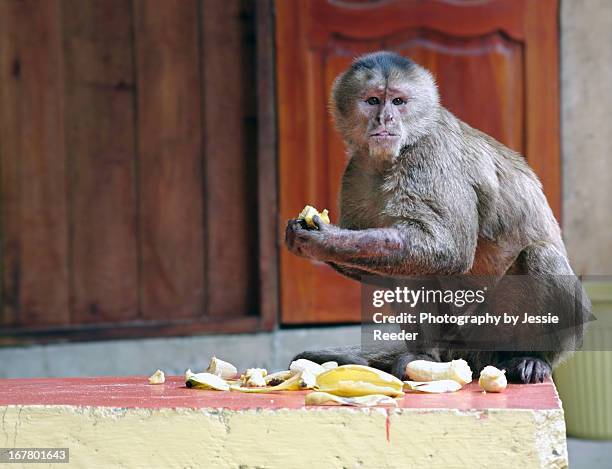 capuchin monkey eating bananas - capuchin monkey stock pictures, royalty-free photos & images