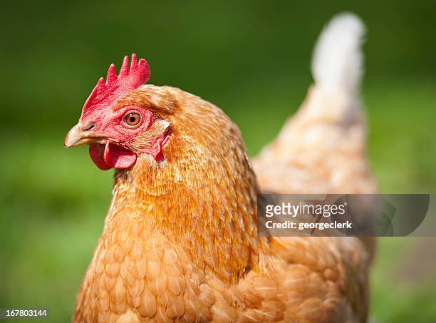 liberdade de galinha close-up - ave doméstica - fotografias e filmes do acervo