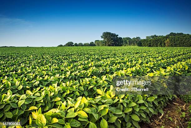 soy bean crops - crop rows stock pictures, royalty-free photos & images