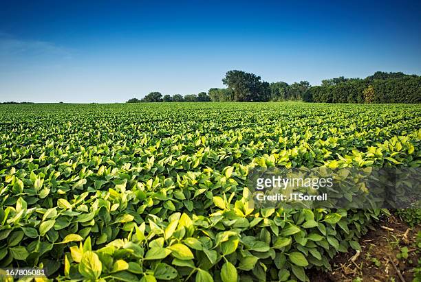 soy bean crops - 大豆 個照片及圖片檔