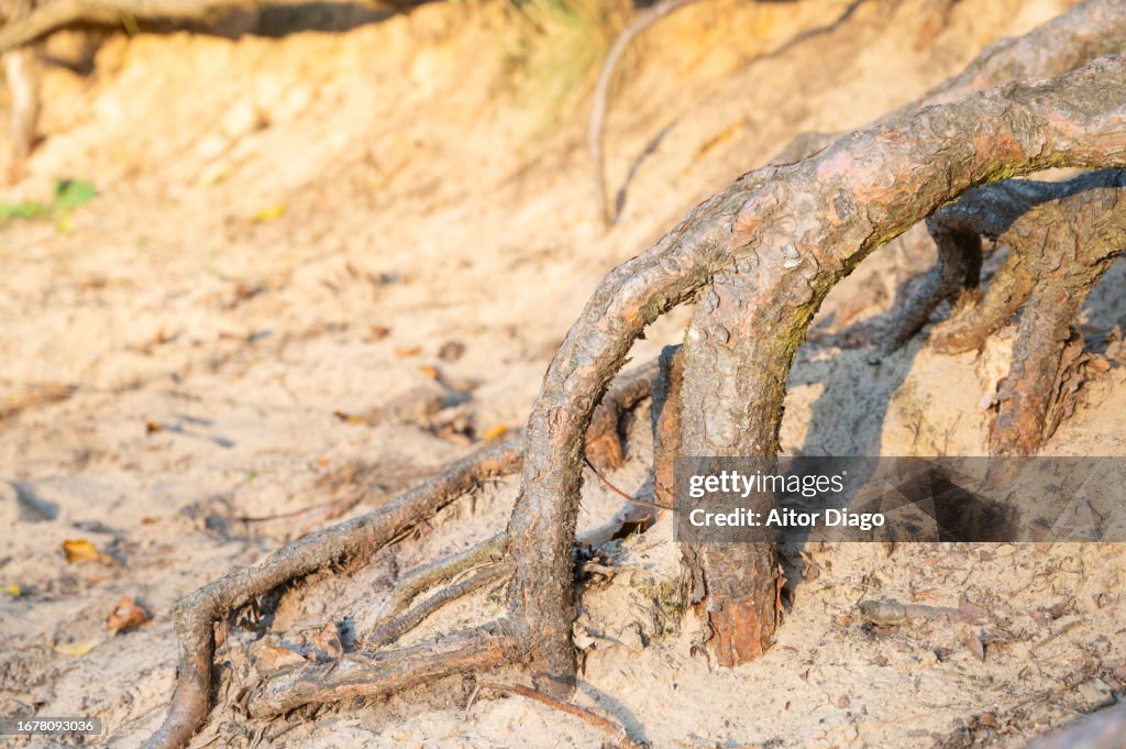 Root of a pine tree on eroded ground on a lake shore