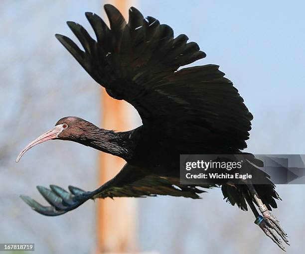 Puna ibis takes flight after being released into its outdoor exhibit at Sedgwick County Zoo in Wichita, Kansa, on Tuesday, April 30, 2013. The puna...