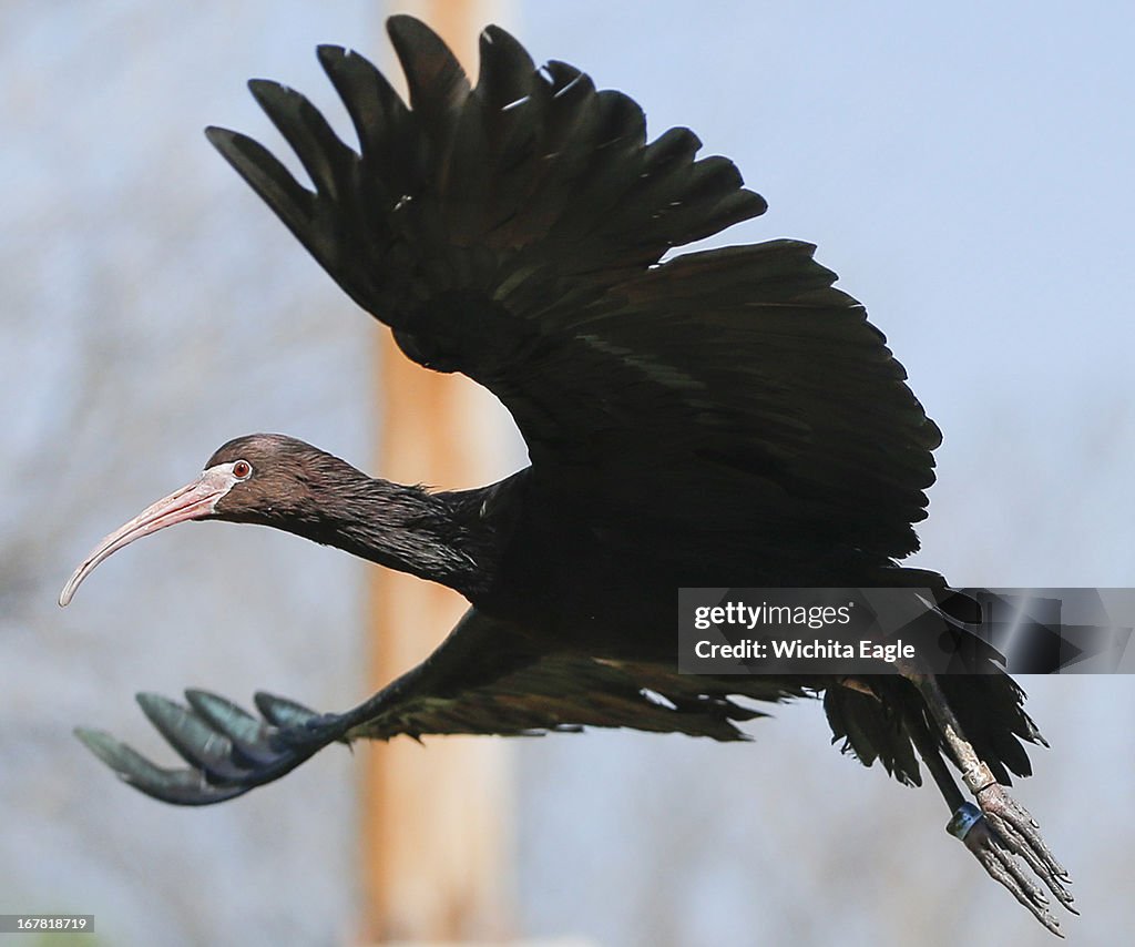 Puna ibis and roseate spoonbills were released into their exhibit at Sedgwick County Zoo