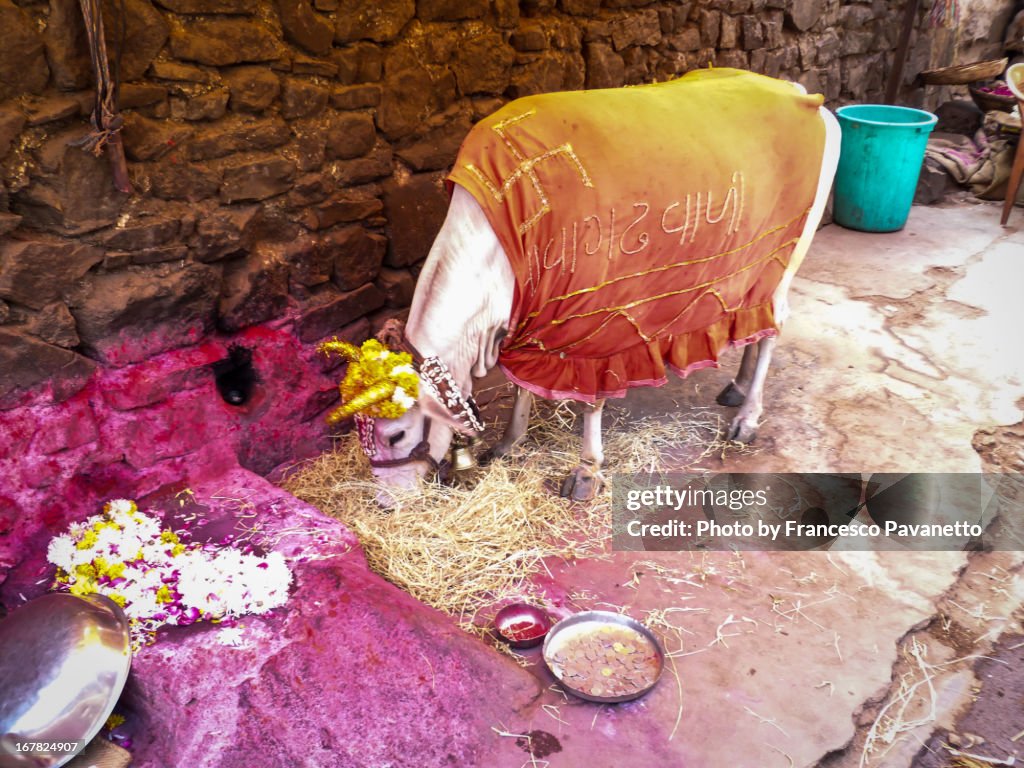 The Holy Cow