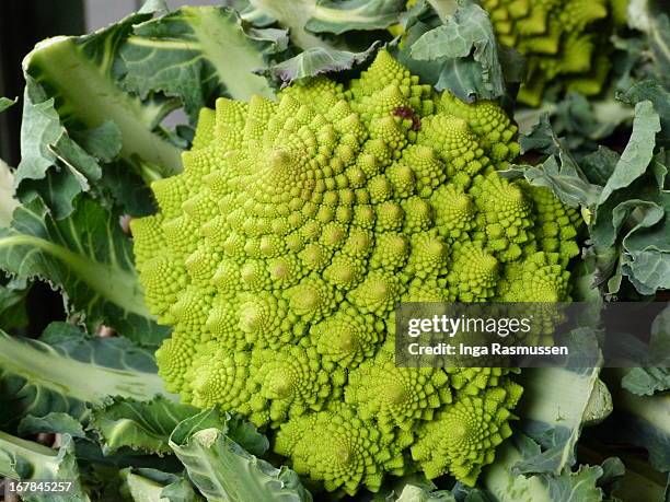 cauliflower cultivar - chou romanesco stock pictures, royalty-free photos & images