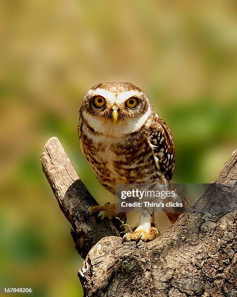 spotted owlet - spotted owl stock pictures, royalty-free photos & images