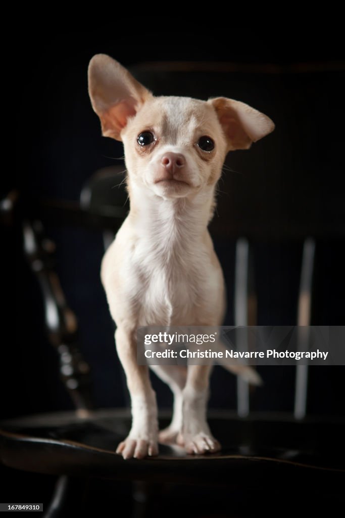 Chihuahua on a chair