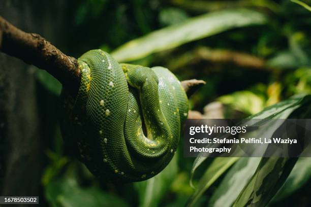 green tree python - arboreal animals stock-fotos und bilder