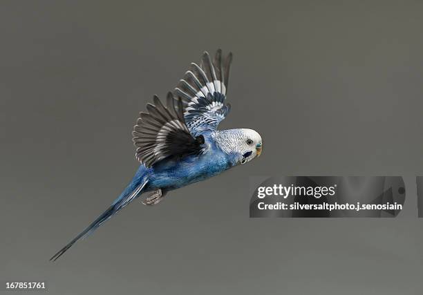 vuelo - parakeet fotografías e imágenes de stock