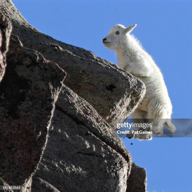 mountain goat kid on cliff - mountain goat stock pictures, royalty-free photos & images