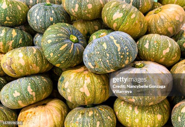 a bunch of squash - winter squash stock pictures, royalty-free photos & images
