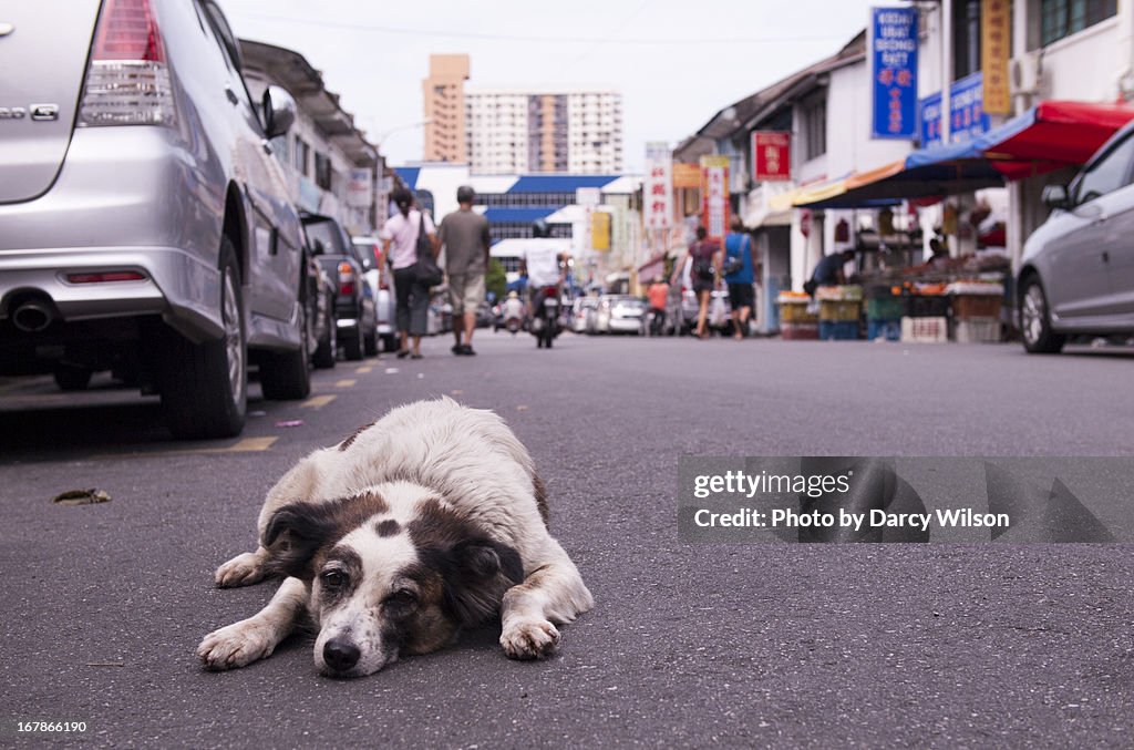 Lazy dog lying on a street