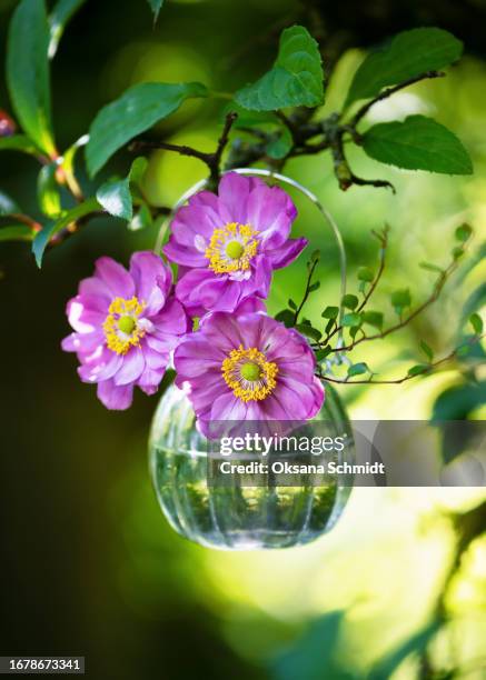 beautiful bouquet of pink purple double anemone japonica flowers  in a hanging glass vase. - anemone flower arrangements stock pictures, royalty-free photos & images