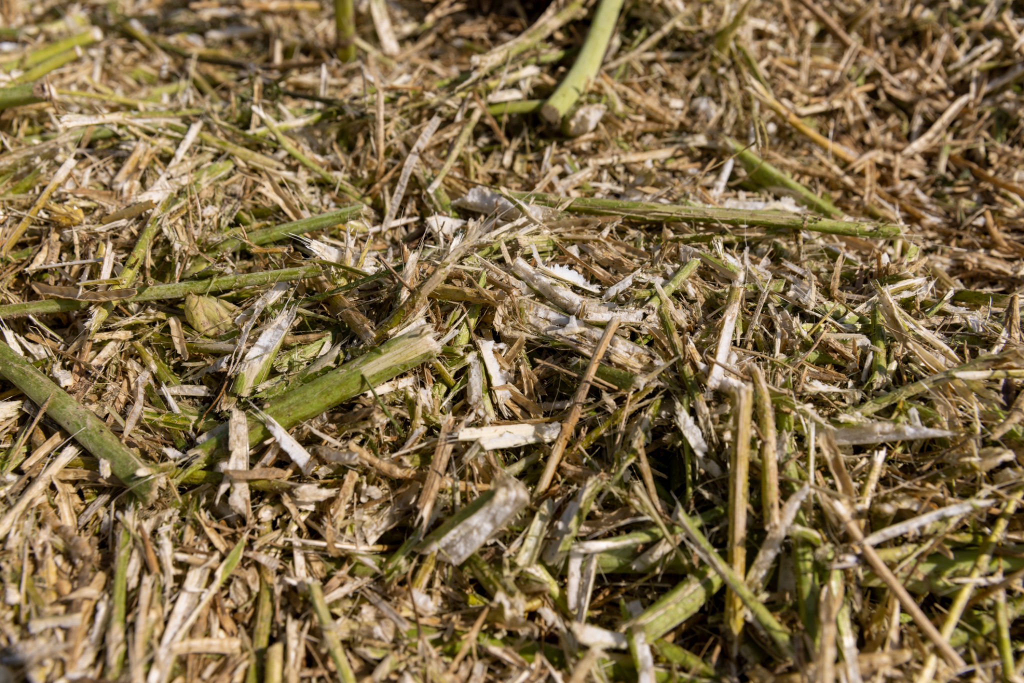 krone forage