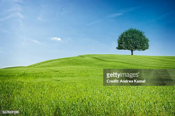 tuscan hills - single tree stock pictures, royalty-free photos & images