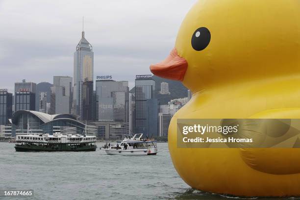 Dutch conceptual artist, Florentijin Hofman's Floating duck sculpture called "Spreading Joy Around the World", is moved into Victoria Harbour on May...