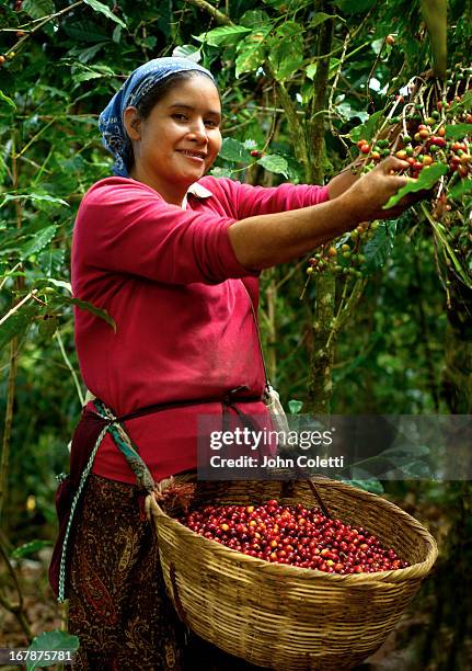 coffee picker, el salvador - el salvador woman stock pictures, royalty-free photos & images