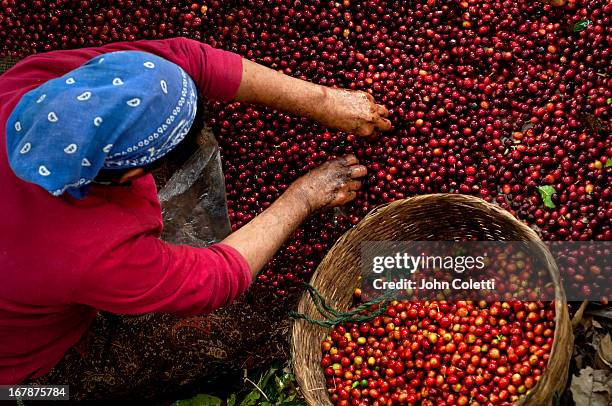 coffee picker, el salvador - plantación fotografías e imágenes de stock