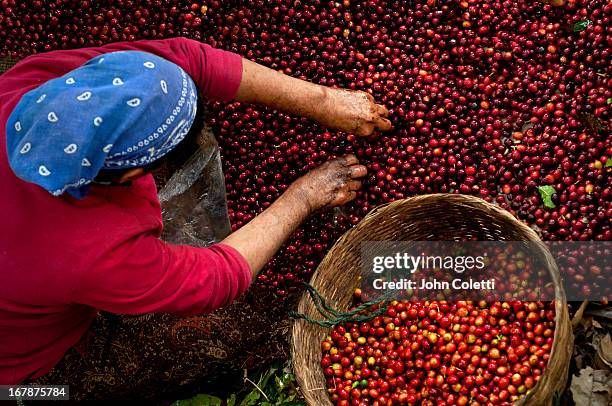 coffee picker, el salvador - grain-de-café-vert photos et images de collection