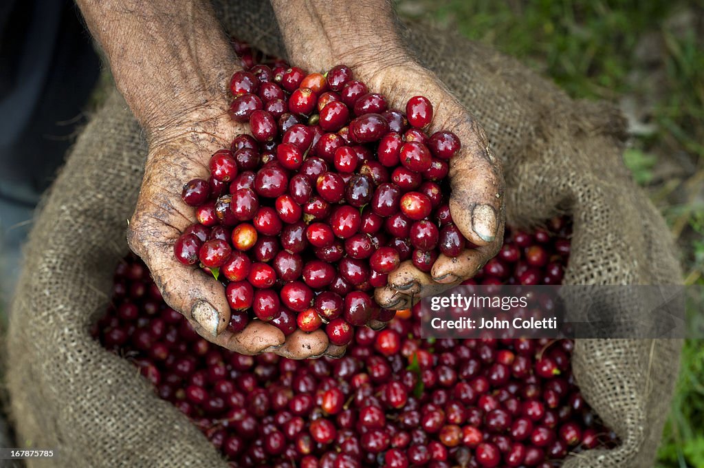 Coffee Cherries, El Salvador