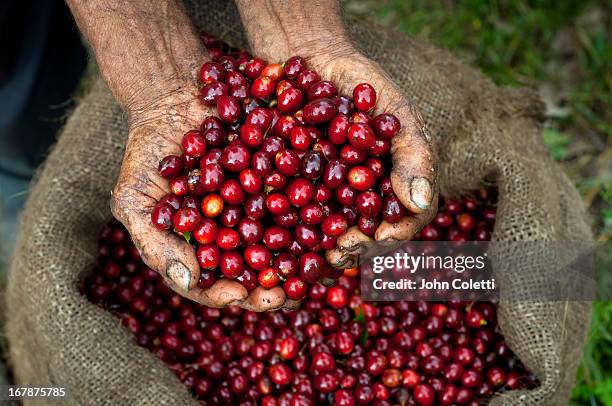 coffee cherries, el salvador - hand picking up stock pictures, royalty-free photos & images