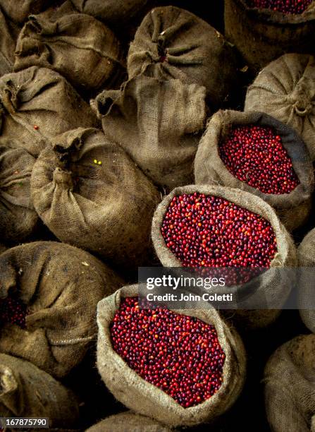 bags of coffee cherries, el salvador - coffee bag stock-fotos und bilder