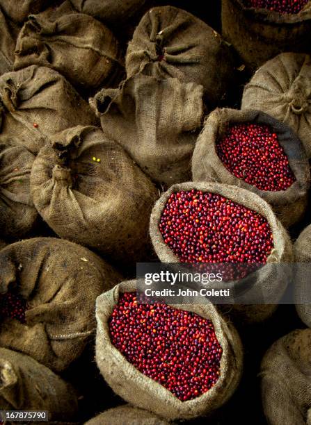 bags of coffee cherries, el salvador - coffee sack stock pictures, royalty-free photos & images